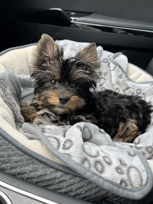 Glamorous Puppies Picture 1