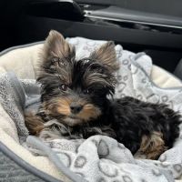 Glamorous Puppies ico