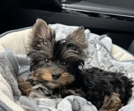Glamorous Puppies