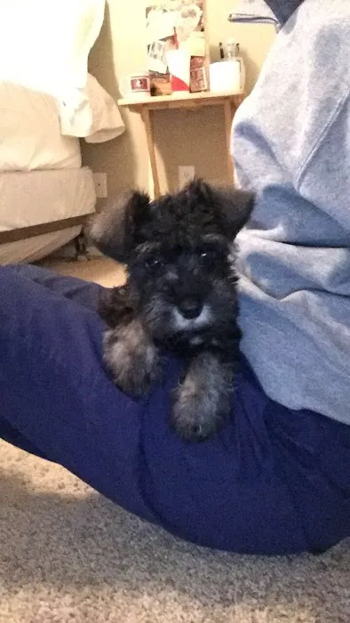 Glamorous Puppies Picture 6