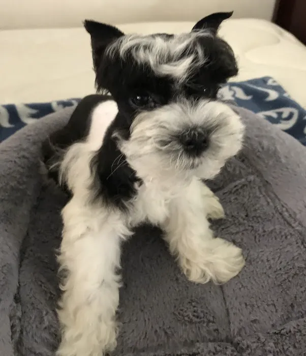 Glamorous Puppies Picture 4