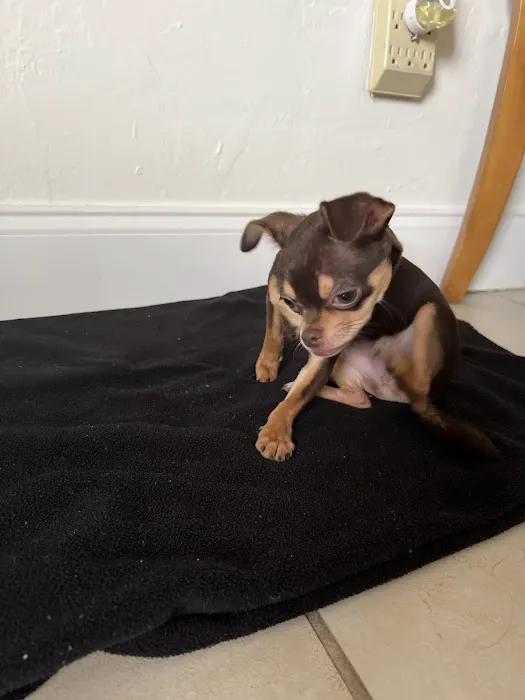 Glamorous Puppies Picture 7