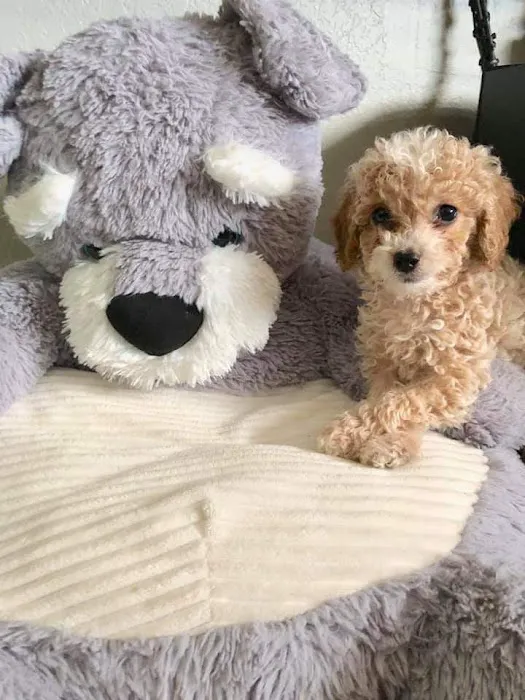Glamorous Puppies Picture 9