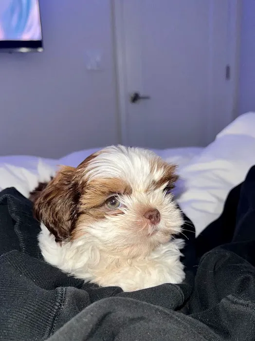 Glamorous Puppies Picture 10
