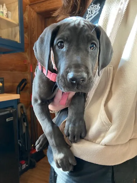 Narrowsburg Veterinary Picture 8