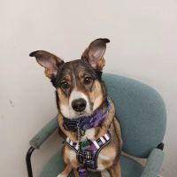 Finch Hill Veterinary Clinic ico