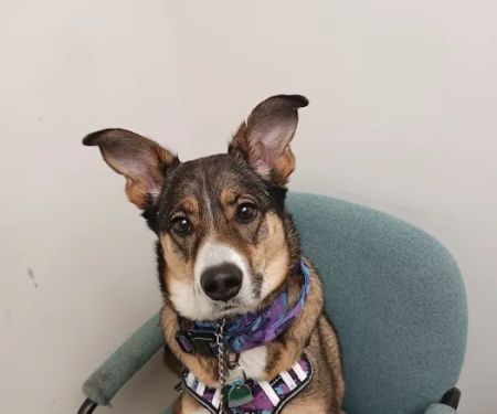 Finch Hill Veterinary Clinic
