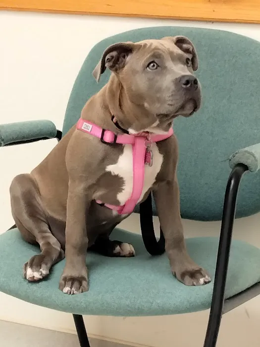 Finch Hill Veterinary Clinic Picture 4