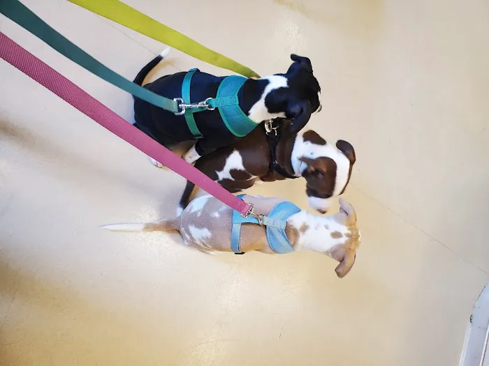 Finch Hill Veterinary Clinic Picture 7