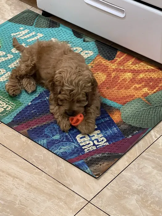 Puppies by Z. Picture 2