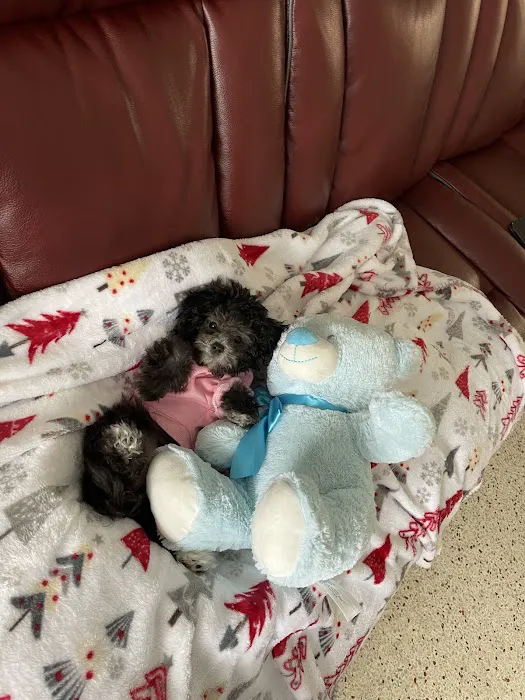 Puppies by Z. Picture 6