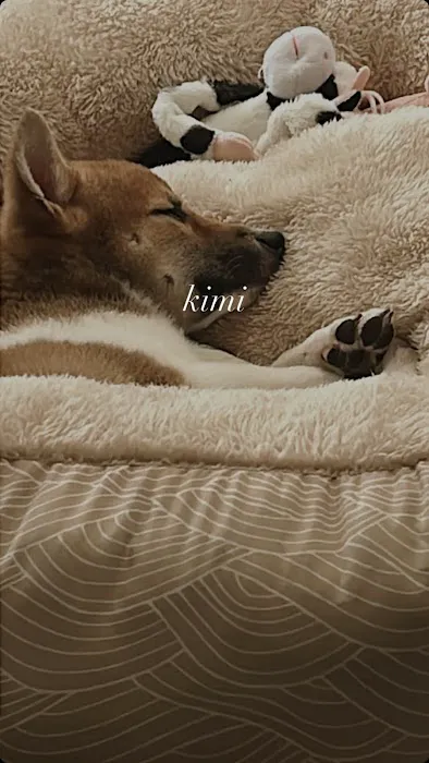 Puppies by Z. Picture 7