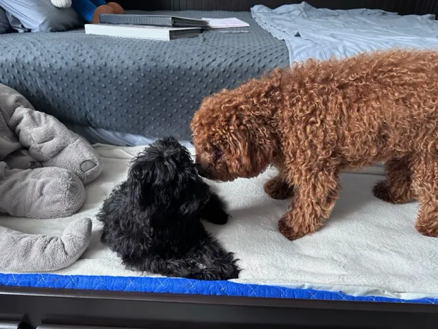 Puppies by Z. Picture 8
