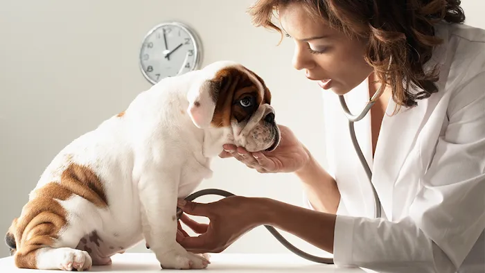 Glenburn Veterinarians, P.C. Picture 10