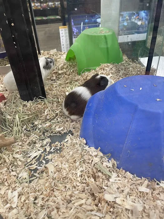 Pet Supermarket Picture 9
