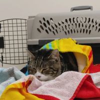 North Winds Veterinary Services ico