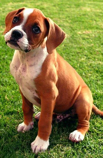 Cutest Puppies Forever Picture 4