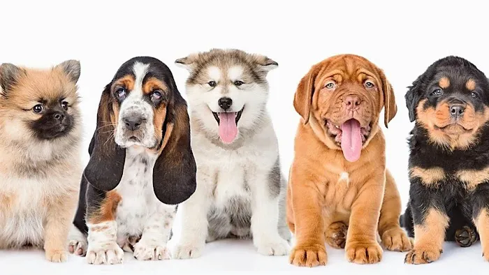 Cutest Puppies Forever Picture 5