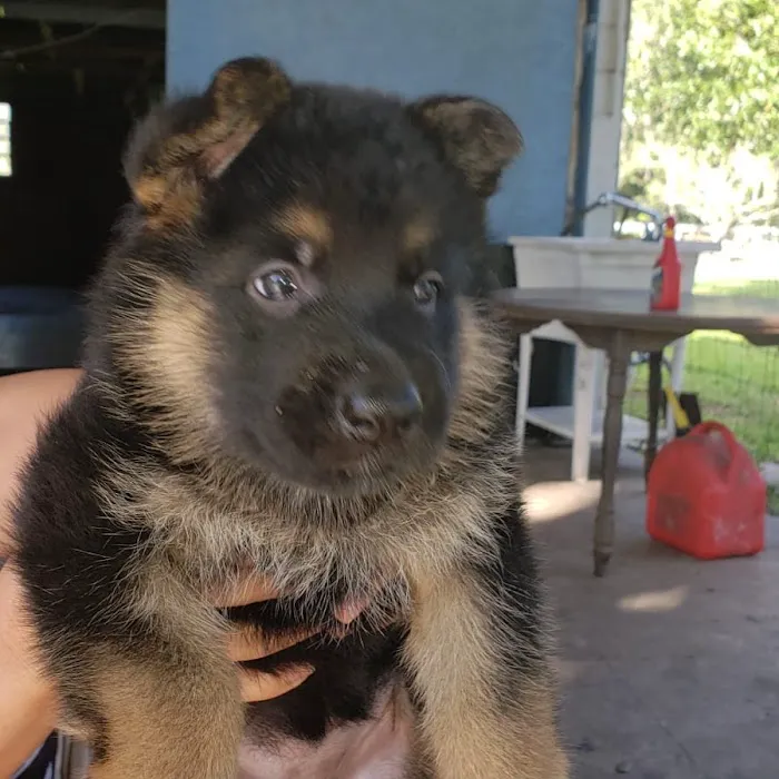 Cutest Puppies Forever Picture 8