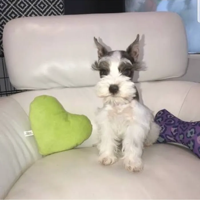 Cutest Puppies Forever Picture 6
