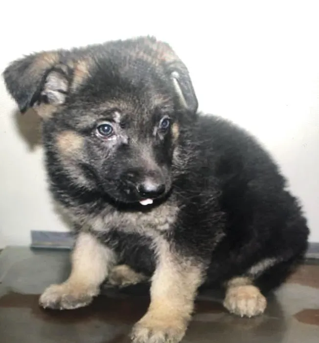 Cutest Puppies Forever Picture 10