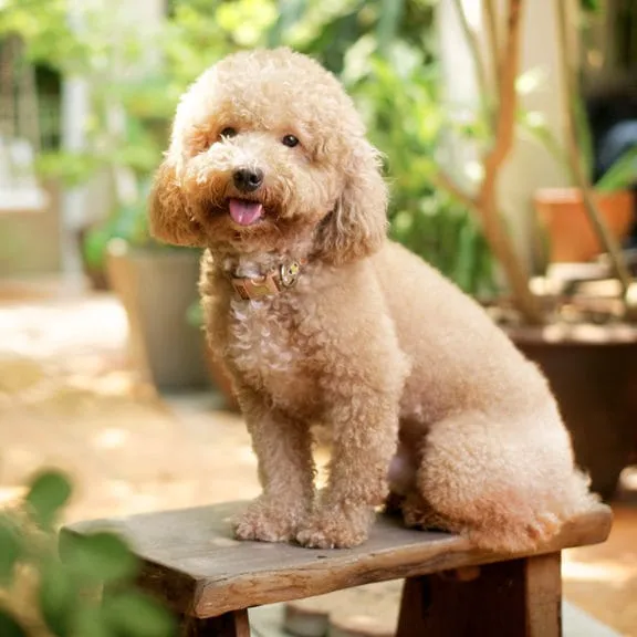 Cutest Puppies Forever Picture 9