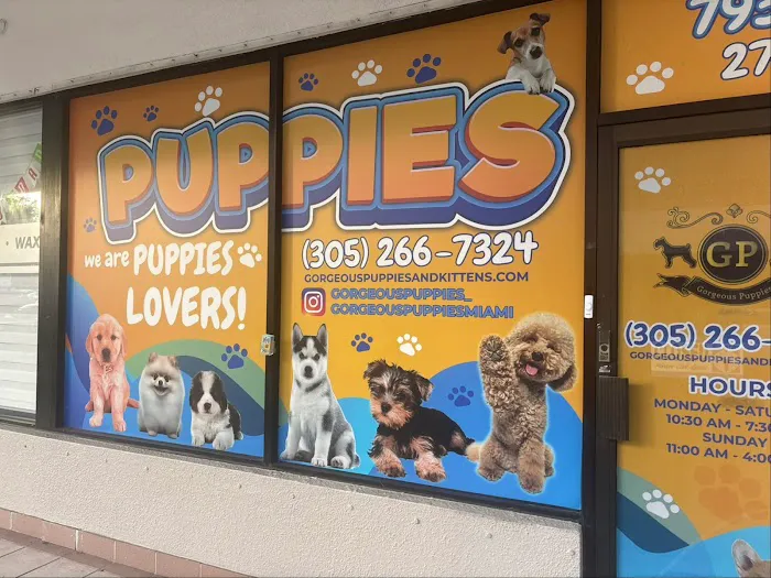 @GorgeousPuppies_ and @puppiesg_ (instagram)/puppies for sale in miami Picture 2