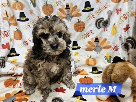 @GorgeousPuppies_ and @puppiesg_ (instagram)/puppies for sale in miami Picture 1