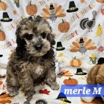 @GorgeousPuppies_ and @puppiesg_ (instagram)/puppies for sale in miami