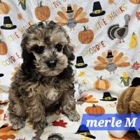 @GorgeousPuppies_ and @puppiesg_ (instagram)/puppies for sale in miami ico
