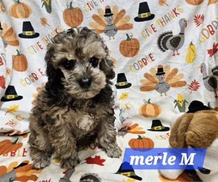 @GorgeousPuppies_ and @puppiesg_ (instagram)/puppies for sale in miami