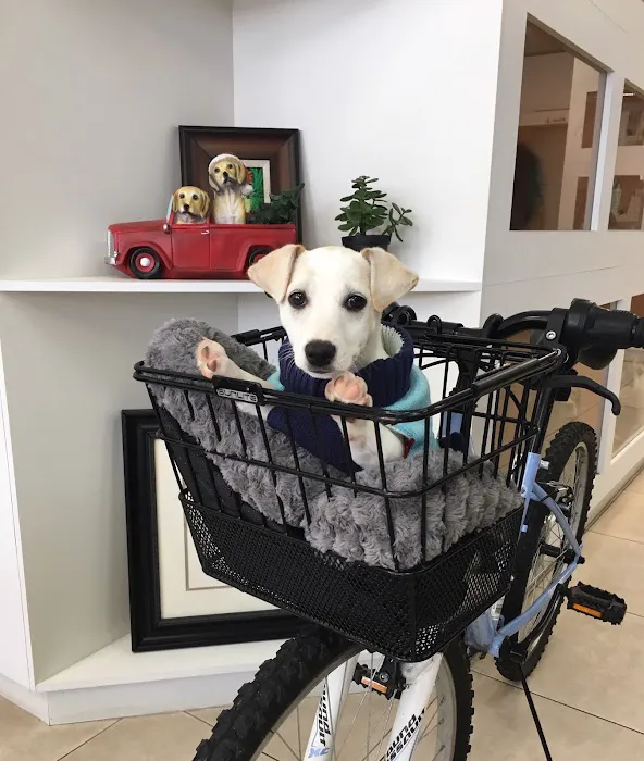 @GorgeousPuppies_ and @puppiesg_ (instagram)/puppies for sale in miami Picture 3