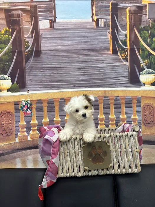 @GorgeousPuppies_ and @puppiesg_ (instagram)/puppies for sale in miami Picture 5