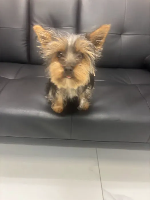 @GorgeousPuppies_ and @puppiesg_ (instagram)/puppies for sale in miami Picture 4