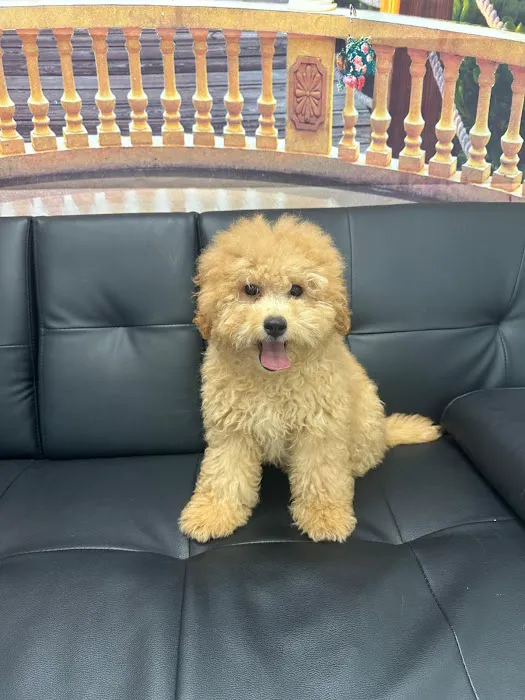 @GorgeousPuppies_ and @puppiesg_ (instagram)/puppies for sale in miami Picture 8