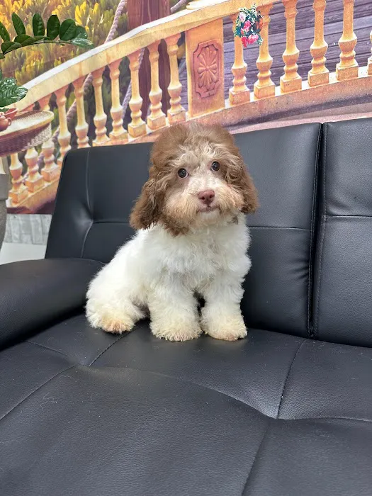 @GorgeousPuppies_ and @puppiesg_ (instagram)/puppies for sale in miami Picture 9