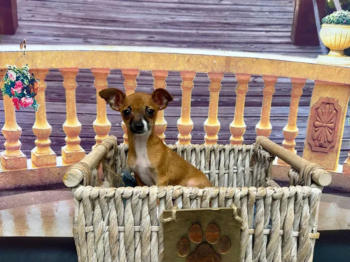 @GorgeousPuppies_ and @puppiesg_ (instagram)/puppies for sale in miami Picture 10