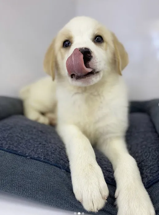Epic Puppies Picture 2