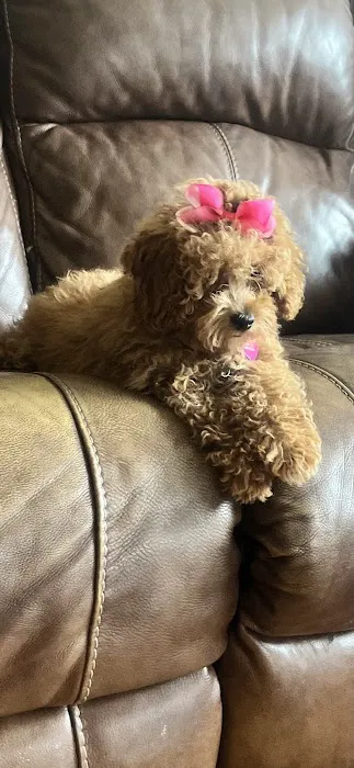 Epic Puppies Picture 7