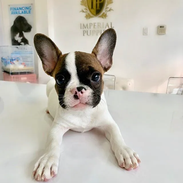 Epic Puppies Picture 10