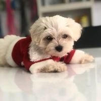 Quality Doggies Inc ico