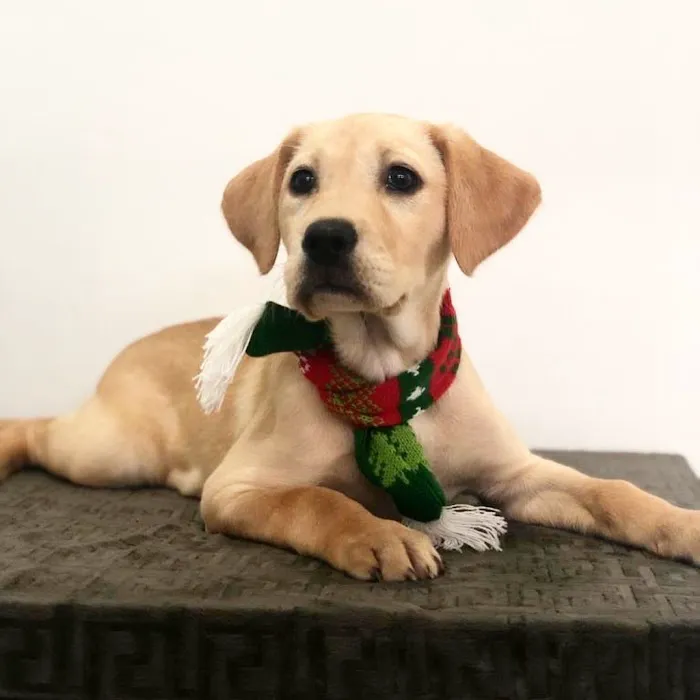 Quality Doggies Inc Picture 10