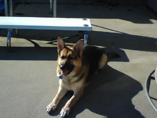 Skylands Primary Pet Care Picture 4