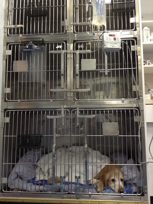 Skylands Primary Pet Care Picture 10