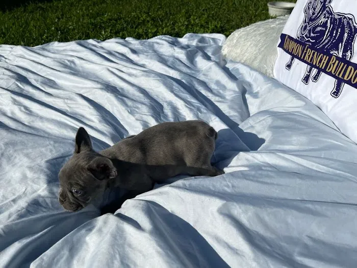 Champion French Bulldogs Miami Picture 1