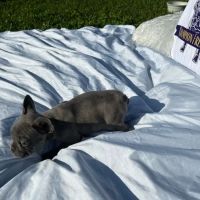 Champion French Bulldogs Miami ico