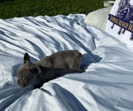 Champion French Bulldogs Miami