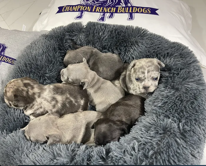 Champion French Bulldogs Miami Picture 3