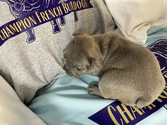 Champion French Bulldogs Miami Picture 5