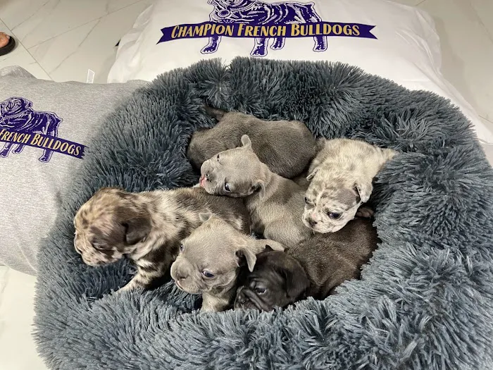 Champion French Bulldogs Miami Picture 4